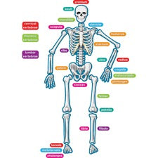 Teacher Created Resources Human Skeleton Accents Theme/Subject: Learning - Skill Learning: Anatomy - 40 Pieces - 5-17 Year - 1 Set