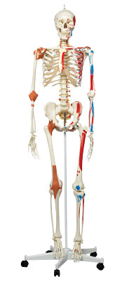 Full Body Skeleton Models - Shorty the mini skeleton with muscles on mounted base