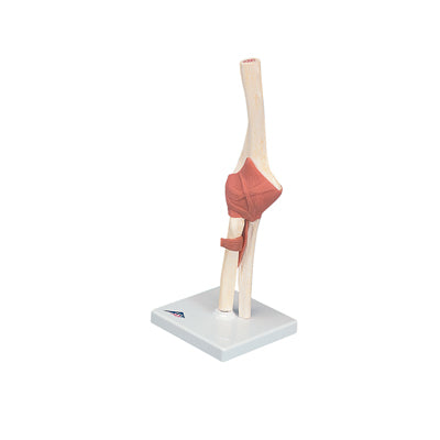 Anatomical model: functional shoulder joint