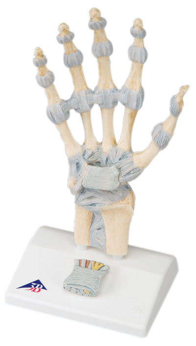 Hand Models - hand skeleton with removable ligaments & muscles - 4-part