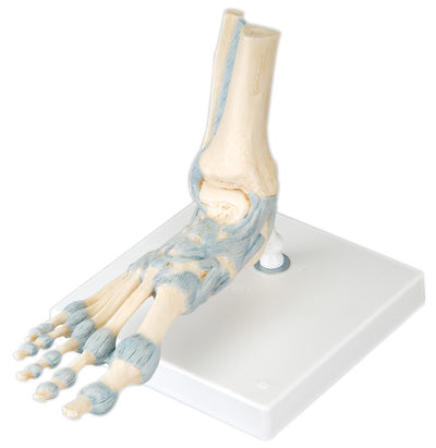 Foot Models - foot skeleton with removable ligaments & muscles - 6-part