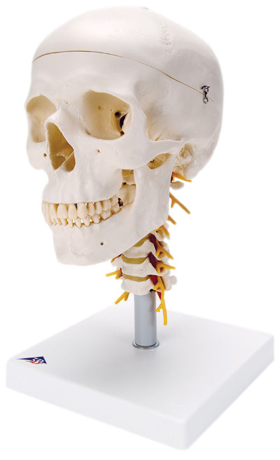 Anatomical model: functional skull - 2-part w/masticator muscles