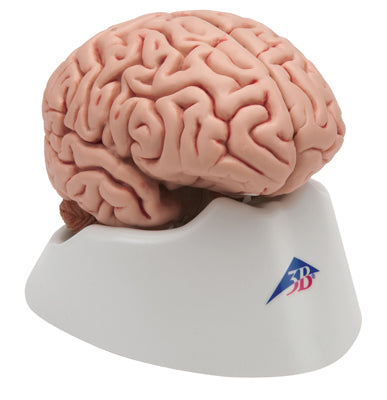 Brain Models - deluxe brain neuro-anatomical - 8-part