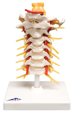 Anatomical model: two lumbar vertebrae with spinal nerves - dura matter of spinal cord