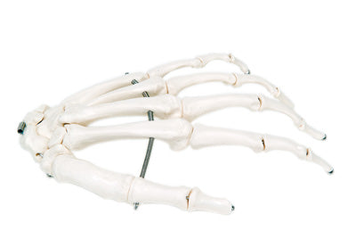 Anatomical model: loose bones - hand skeleton with ulna and radius