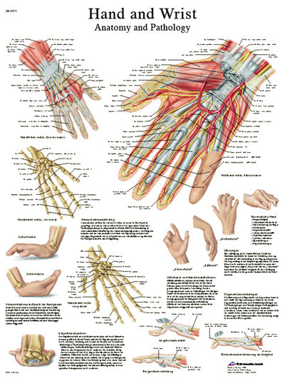 Anatomical chart: brain - laminated