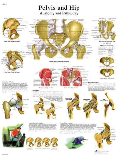 Anatomical chart: brain - paper