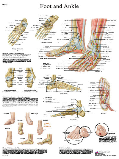 Anatomical chart: brain - sticky back