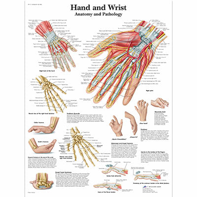 Anatomical chart: foot massage - reflex zone - laminated